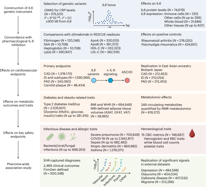 Featured image for IL-6 gene alteration linked to reduced cardiometabolic risk