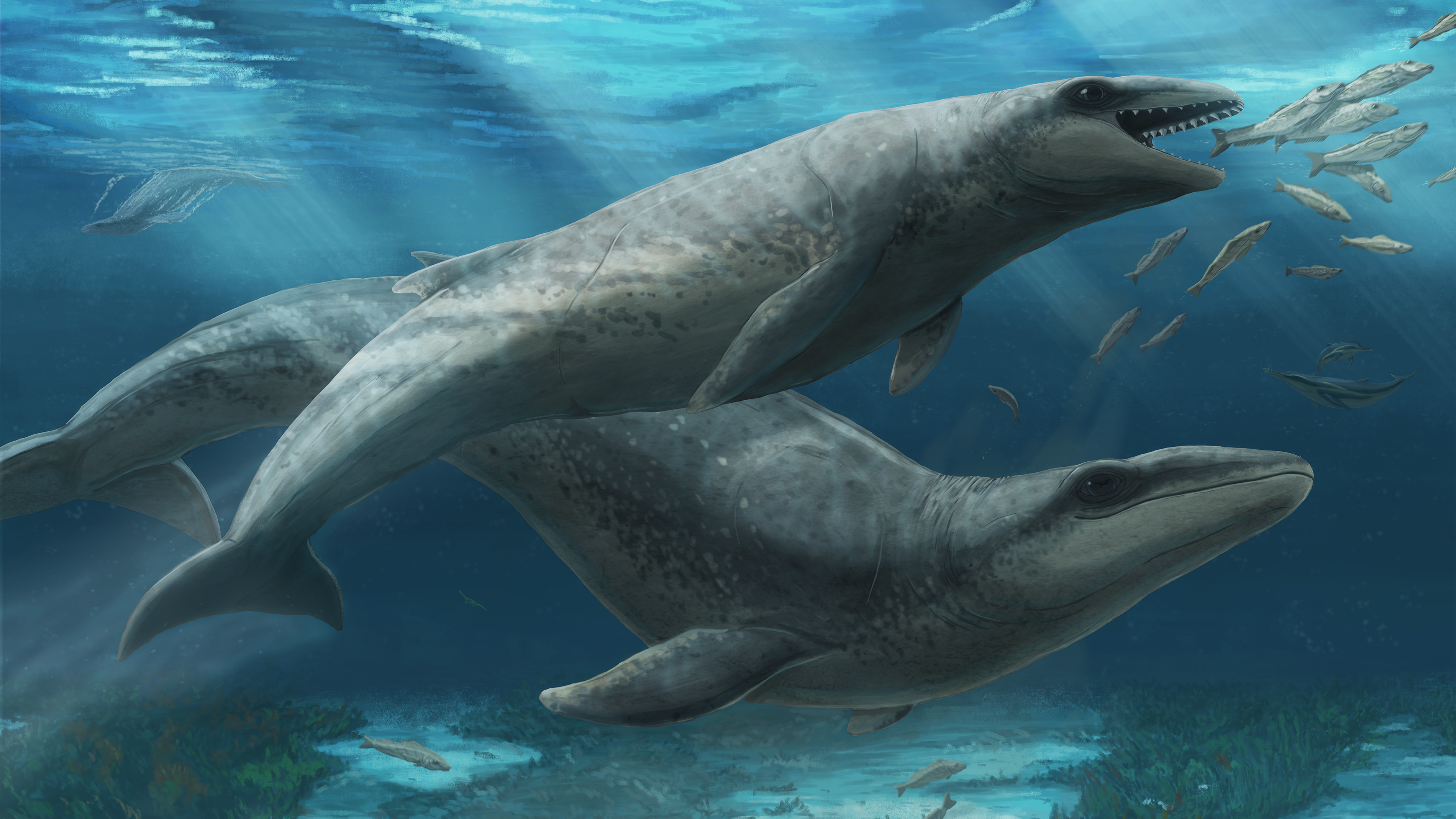 Featured image for Newly Discovered Tiny Ancient Whale with Razor-Sharp Teeth and 'Deceptively Cute' Appearance