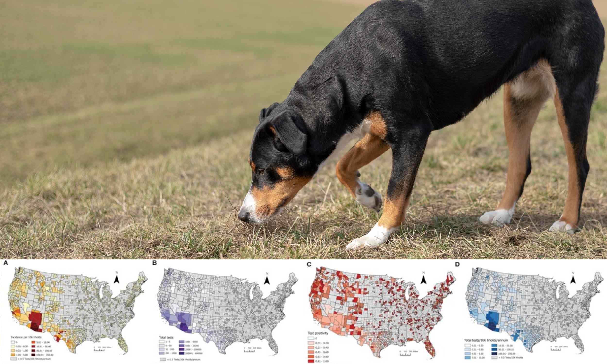 Featured image for Dogs Can Detect Rapidly Spreading Disease, Scientists Find