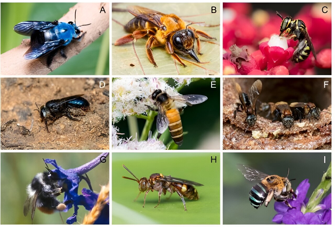 "Asia's Bee Pollinators Face Alarming Threat: A Warning Sting"