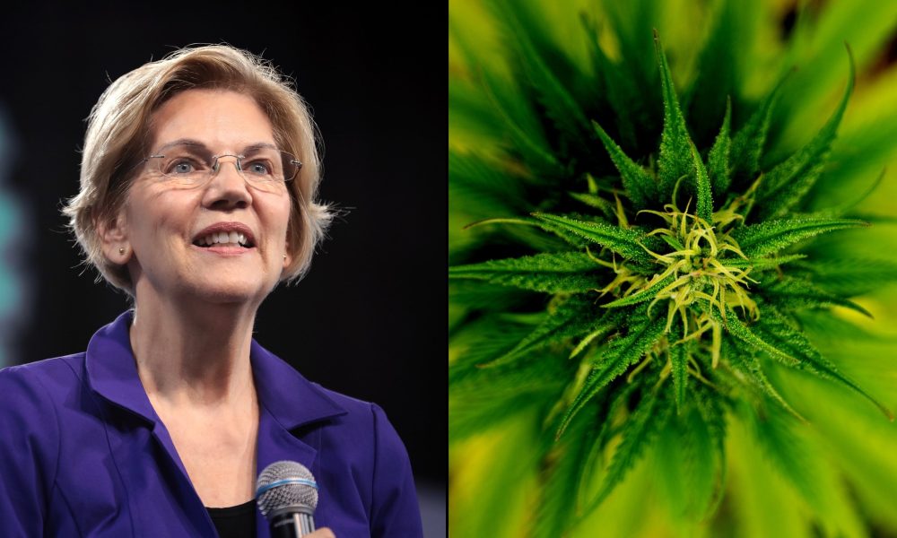 Featured image for Elizabeth Warren Warns of Big Players Entering Marijuana Market