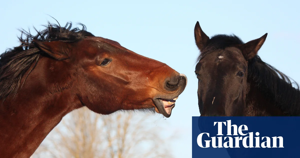 Featured image for Horses' facial expressions reveal complex emotions and human interaction effects