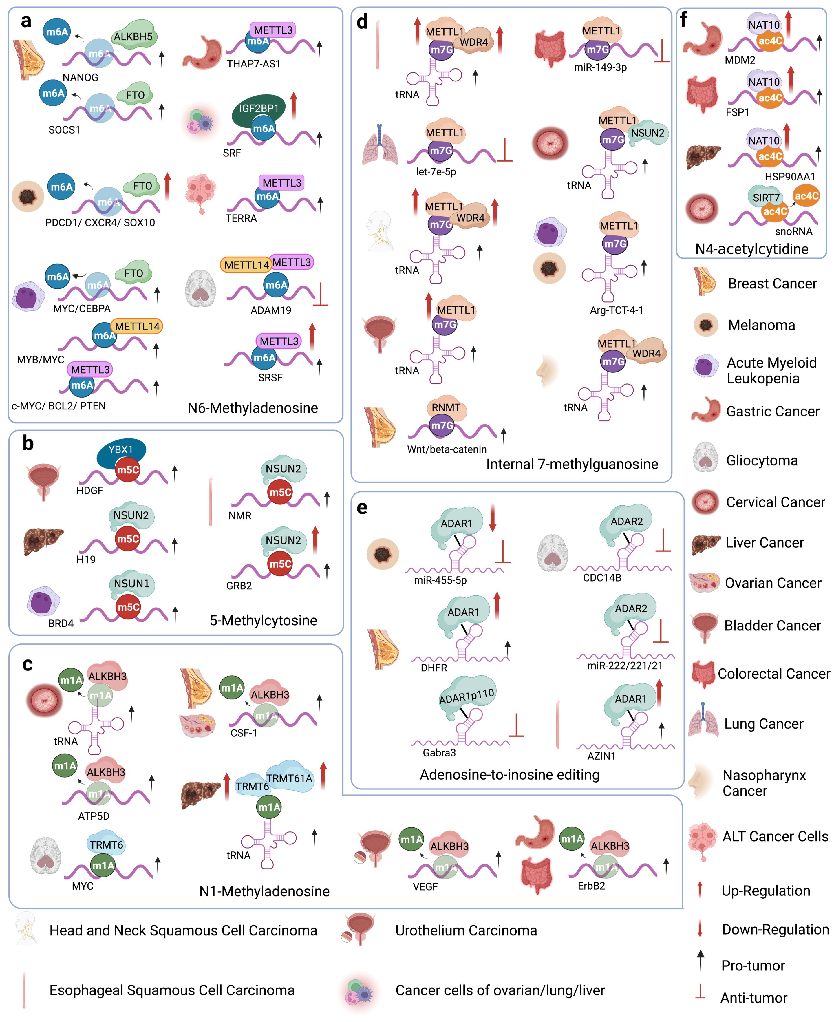 Unveiling RNA Modification: Targets for Therapeutic Advancements