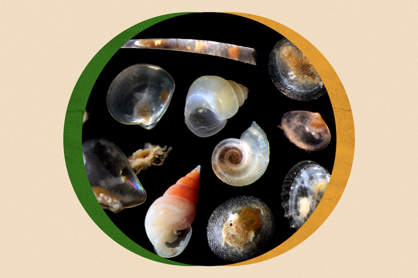 "Discovery of Thousands of Unknown Sea Creatures Raises Concerns"