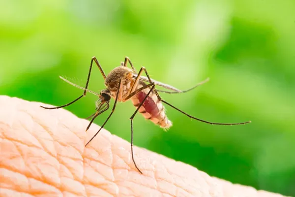 Featured image for Rare, Deadly Disease-Carrying Mosquitoes Found in Michigan
