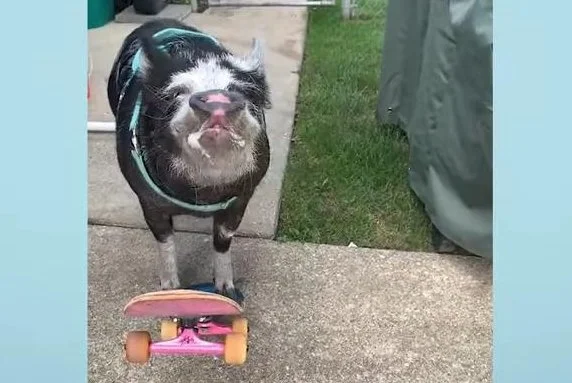 "Meet Norbert: The Skateboarding Pop Punk-Loving Pet Pig from Illinois"