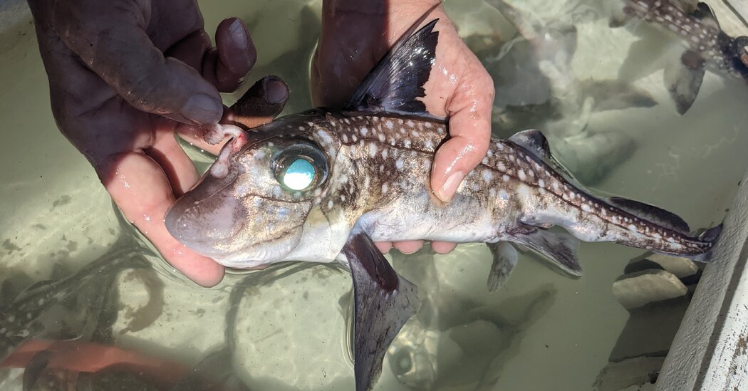 Featured image for Ghost Sharks with Forehead Teeth: A Unique Mating Adaptation