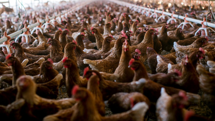 Featured image for Rising Concerns as Bird Flu Spreads Across US and Infects Humans