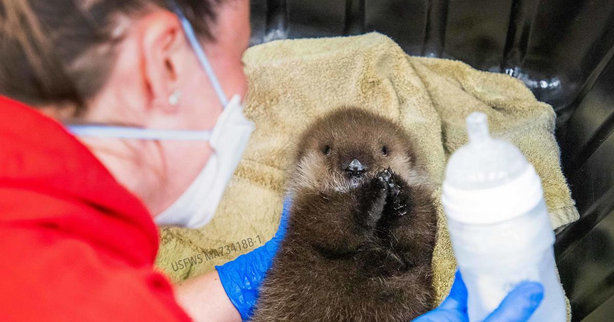 Featured image for Orphaned Newborn Otter Rescued from Deadly Orca Attack: Heartbreaking Cry for Mother