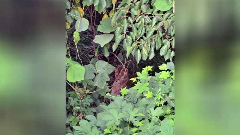 Featured image for Escaped Lioness in South Korea Tragically Killed