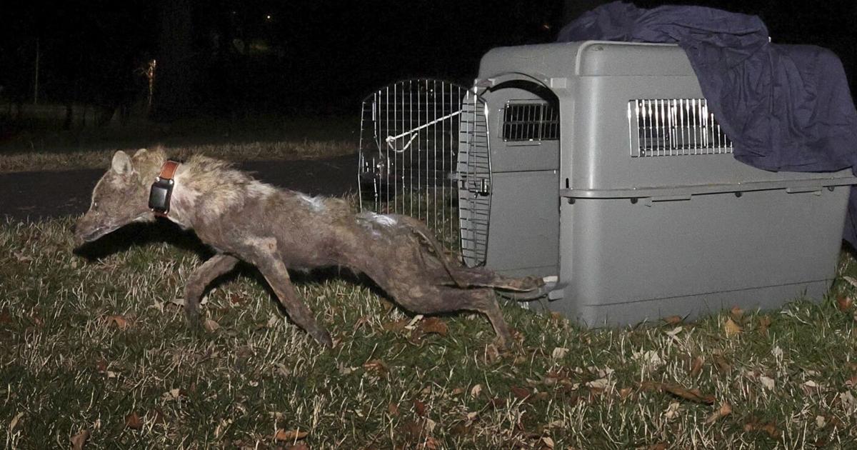 Featured image for "Coyote Tracking in St. Louis' Forest Park"
