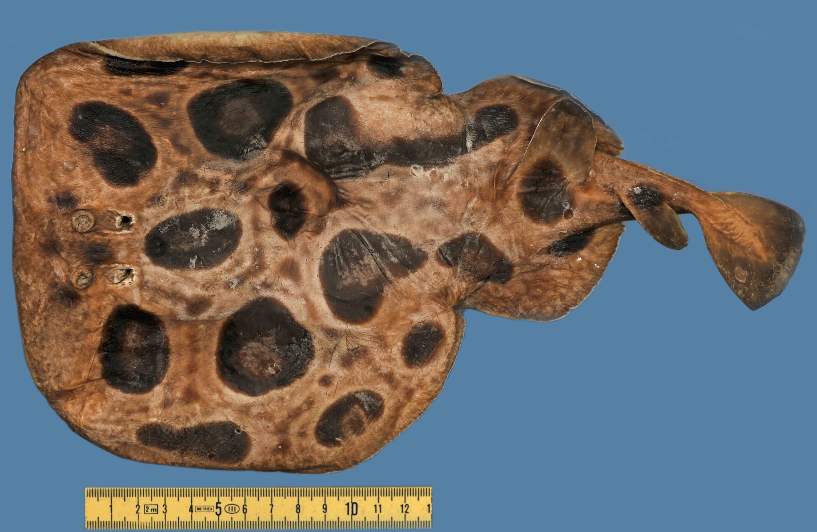 Featured image for Ancient Genome Analysis Confirms Torpedo Ray's Species Status