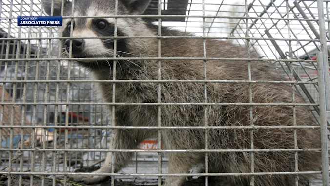 Featured image for "Unusual Rabies Strain in Omaha Sparks Wildlife Trapping and Vaccination Efforts"