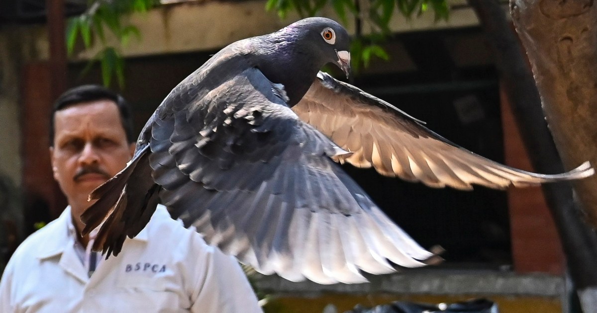 Featured image for "Indian Police Release Suspected Chinese Spy Pigeon After 8 Months"