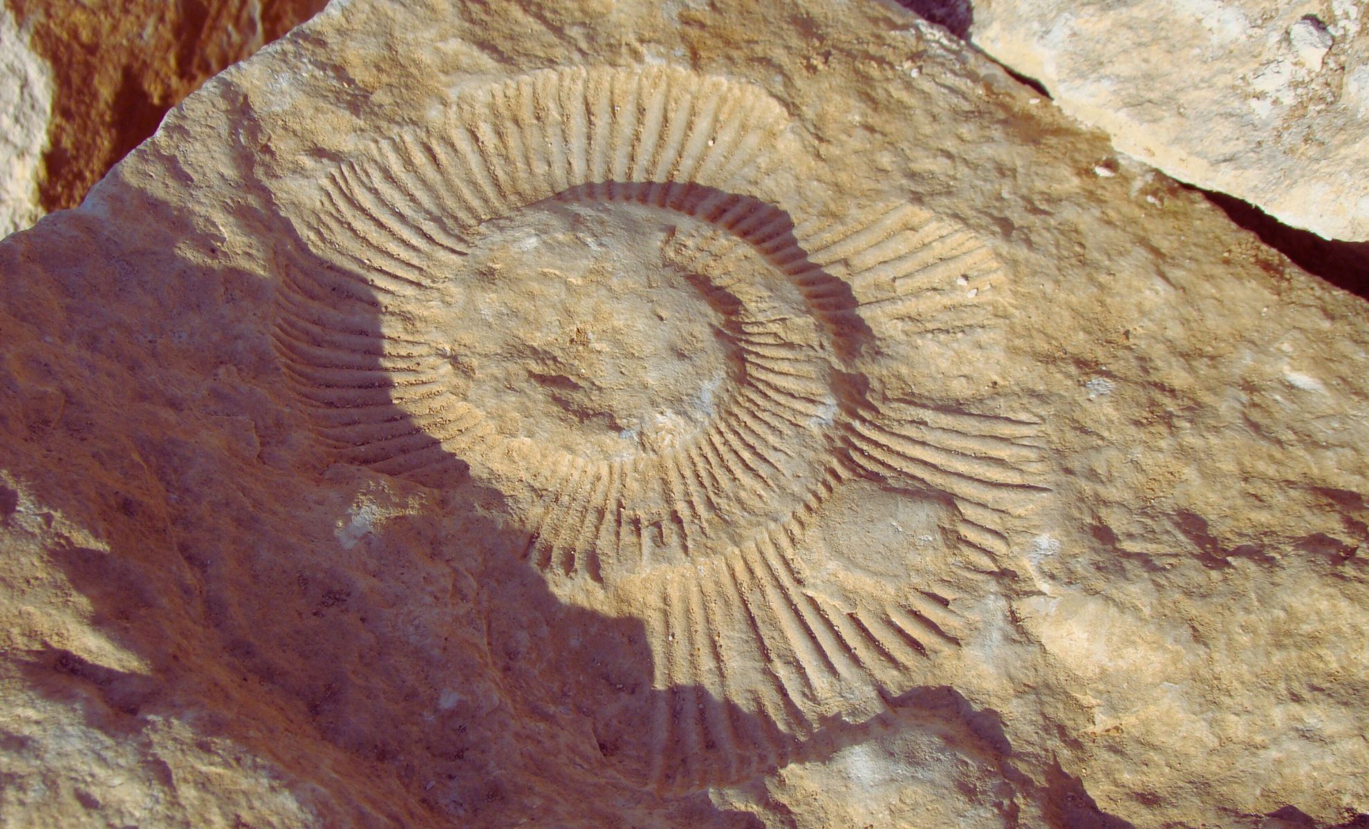 Featured image for Ancient 520-Million-Year-Old Fossil Reveals Preserved Brain and Gut