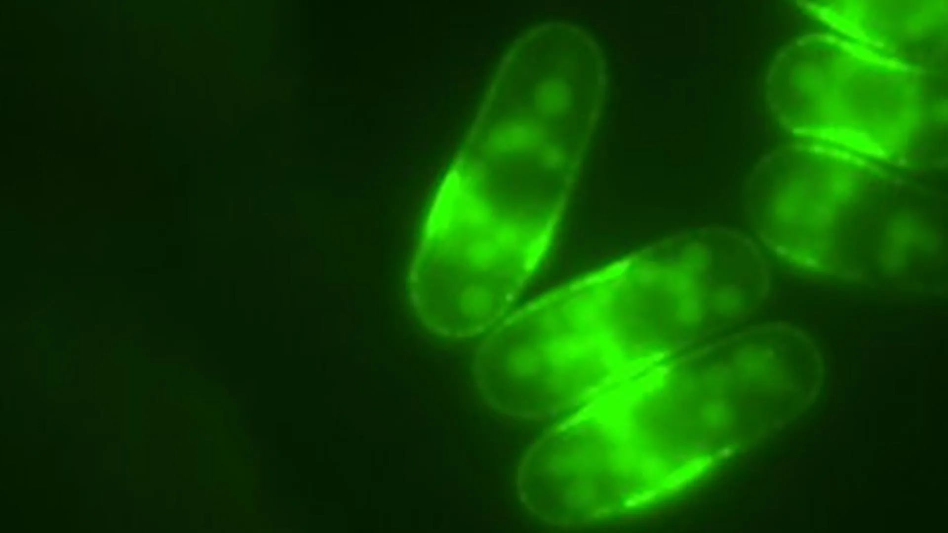 Featured image for Morning Coffee May Boost Longevity, But Watch the Additives