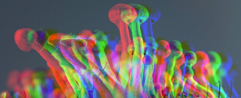 Featured image for Psilocybin Shows Promise in Extending Human Cell Lifespan