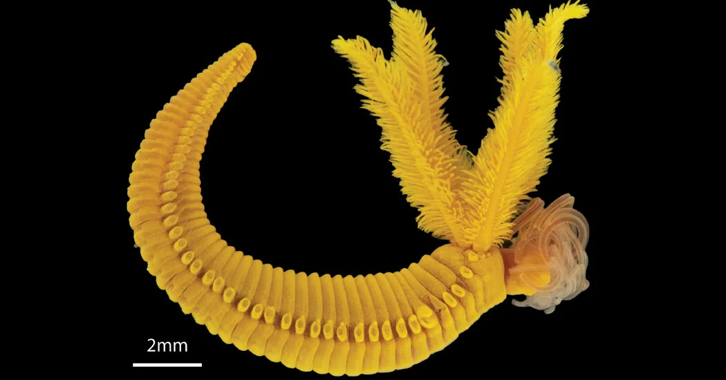 Featured image for Deep-Sea Worm Uses Poison to Combat Toxicity