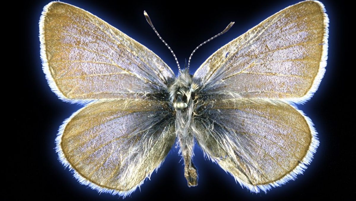 Featured image for Xerces Blue Butterfly: America's First Human-Driven Insect Extinction