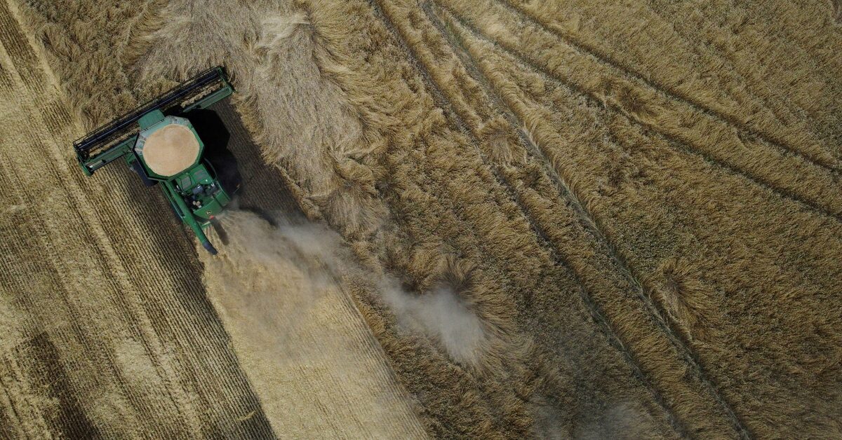 Ukraine remains steadfast in winter wheat sowing despite export crisis