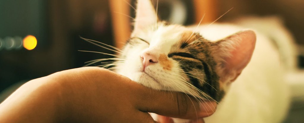 Featured image for Scientists Uncover the Genetic Secret Behind Why Cats Purr