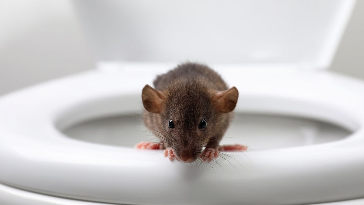 Toilet Rat Bite Hospitalizes Canadian Man