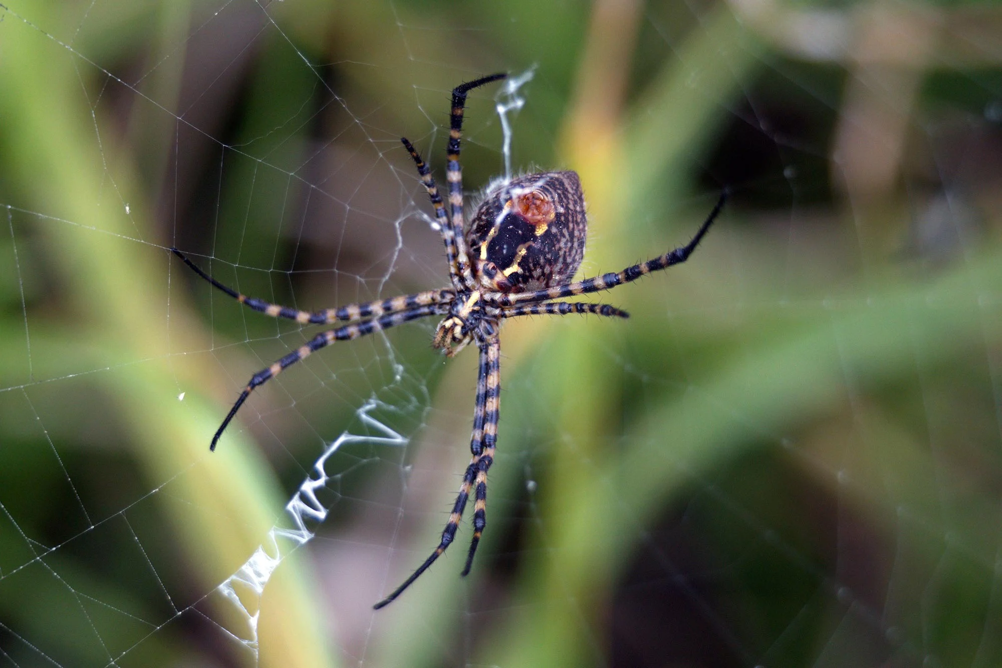 Featured image for Spider Glue Evolves Faster Than Its Genes, Study Shows