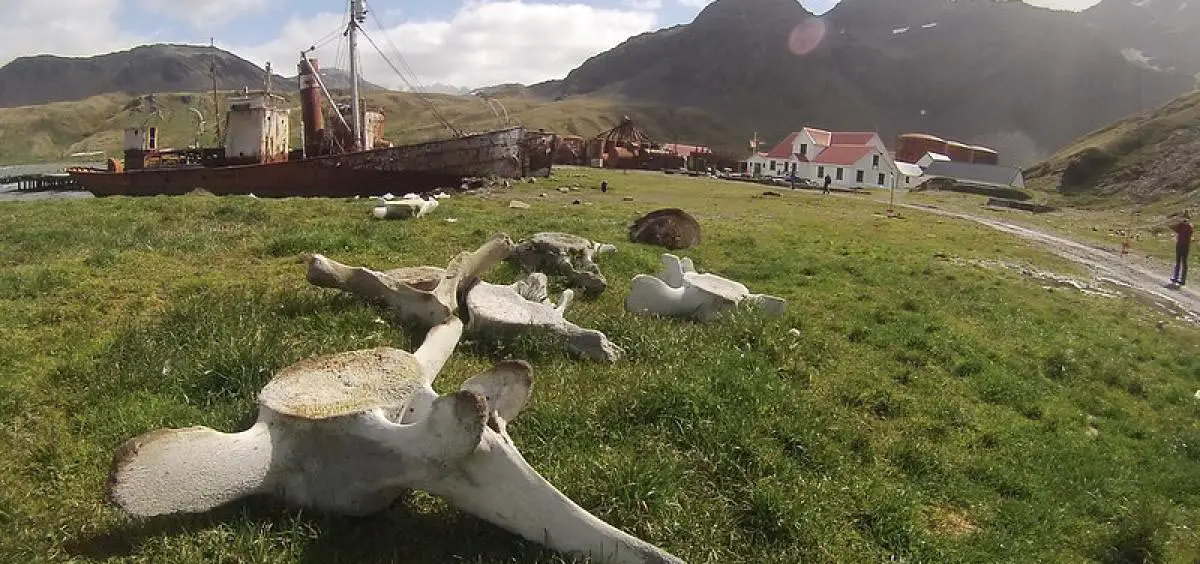 Featured image for Whale Bones Unveil Lingering Genetic Impact of 20th-Century Whaling