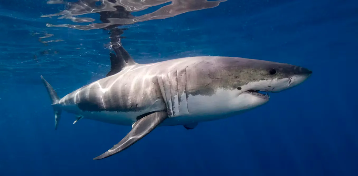 Great whites grow bone-cutting teeth with age, revealing a lifelong dietary shift