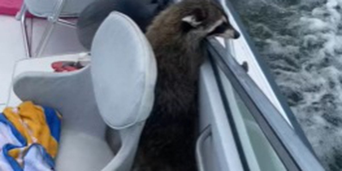 Featured image for Lost Pets and Masked Castaways: Unusual Encounters on a July 4 Cruise