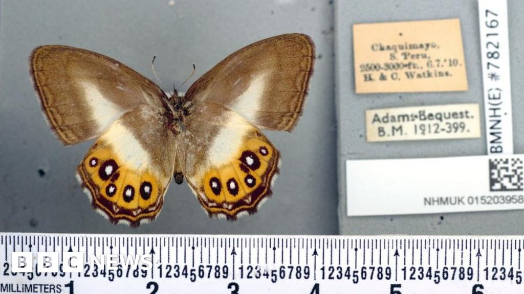 Featured image for New Butterfly Species Named After Lord of the Rings Villain.