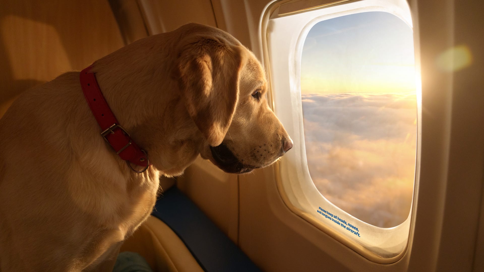 Featured image for "BARK Air Unleashes Luxury Charter Flights for Dogs"