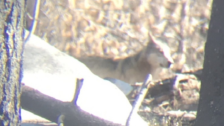 Featured image for Surprising Discovery: New Gray Wolf Pack Establishes Territory in California