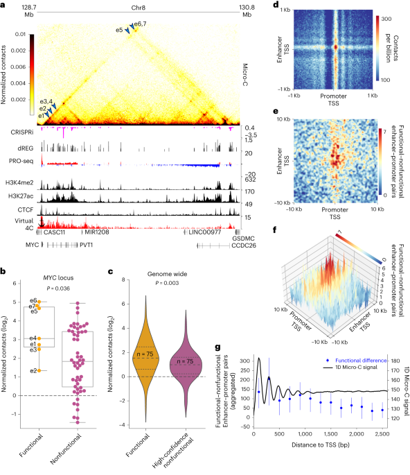 Featured image for Unraveling the Impact of RNA Polymerase II on Enhancer-Promoter Interactions