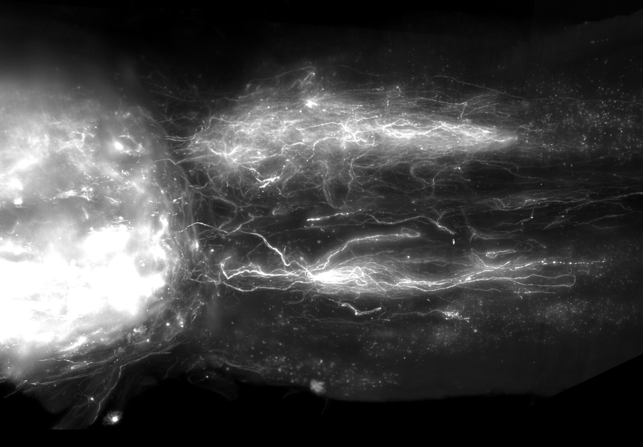 Featured image for Revolutionary Regeneration: Restoring Mobility through Spinal Cord Regrowth