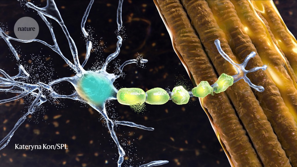 Featured image for New ALS drug breakthrough may revolutionize brain treatments.