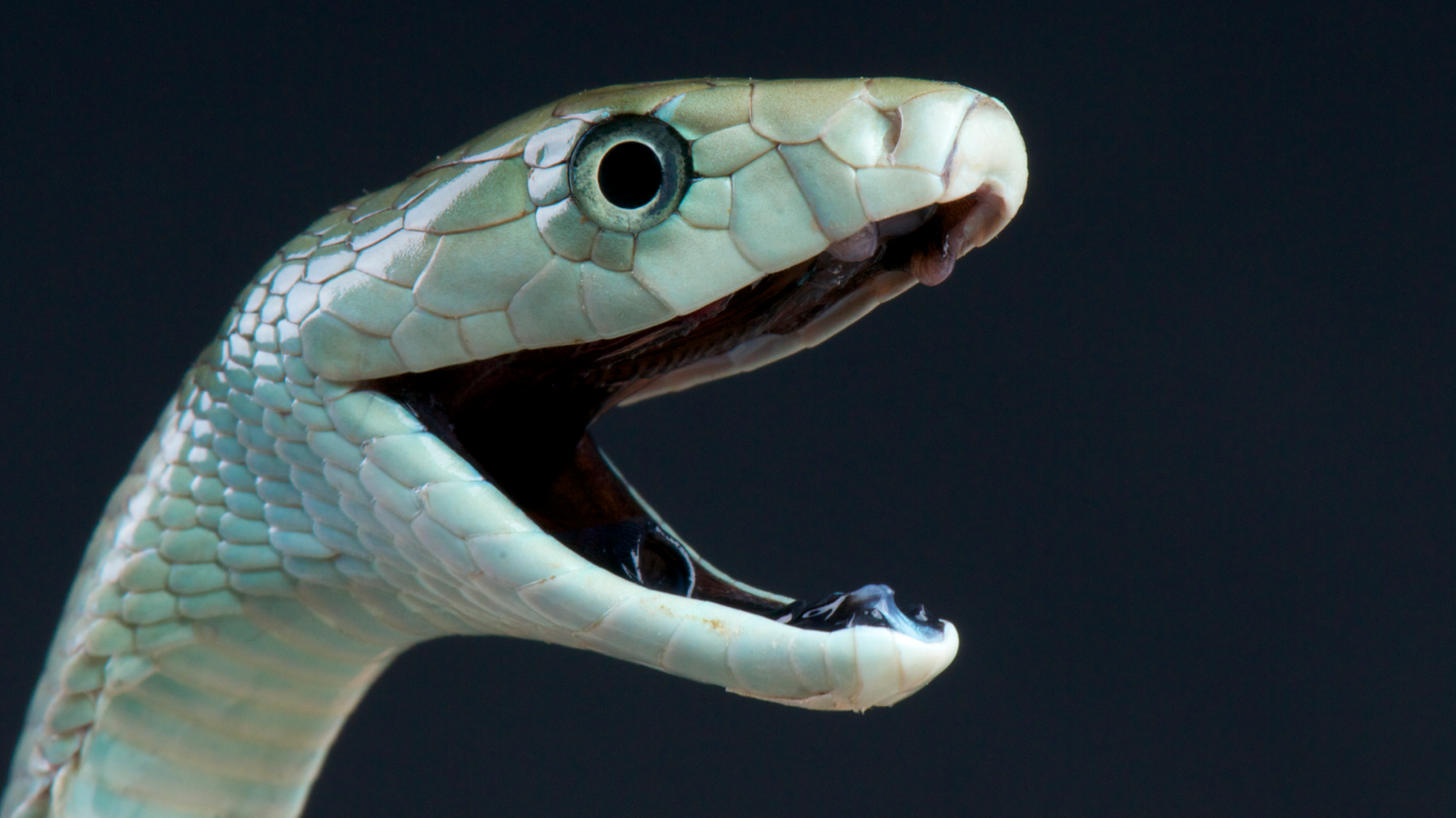 Featured image for Black Mamba Bites: When Antivenom Fails and Symptoms Worsen