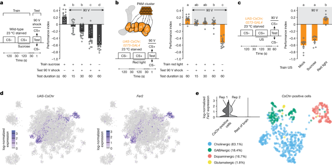 Featured image for The Role of Dopamine in Reward Seeking and Risk Assessment