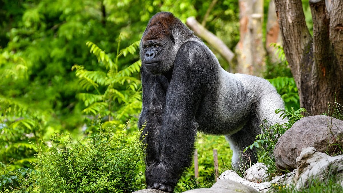 Featured image for Scientists Discover Genetic Mutation Behind Gorillas' Small Penises
