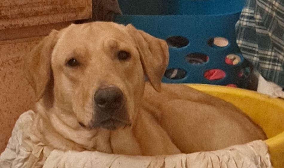 Featured image for "Family Demands Justice as Police Officer Fatally Shoots Their Beloved Dog"