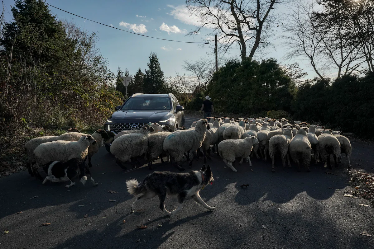 Featured image for "Debating the Future of Loudoun's Gravel Roads: Paving vs. Preservation"