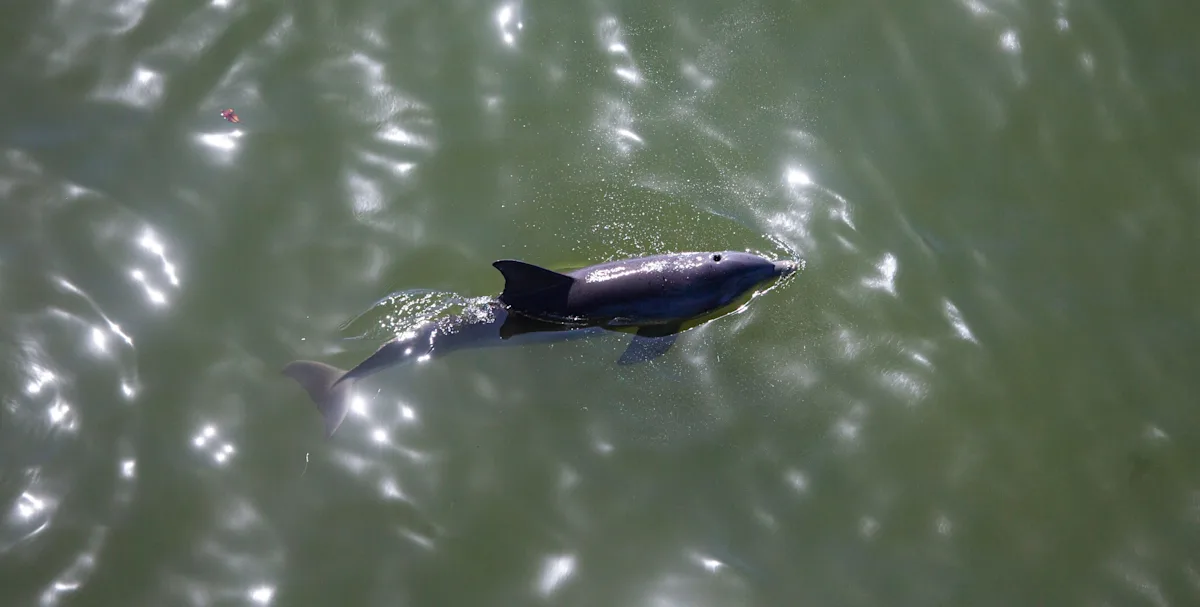"War in Ukraine Blamed for Over 100 Dolphin Deaths in Black Sea"