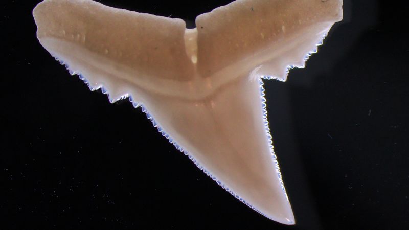 Featured image for Ocean Acidification Threatens Shark Teeth Integrity