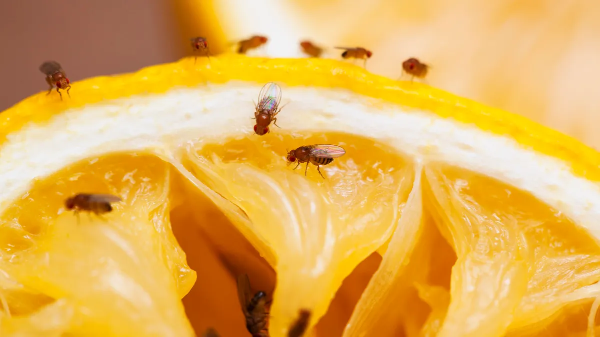 Expert Tips to Eliminate Kitchen Fruit Flies