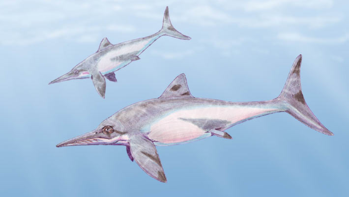 Featured image for Ancient Ichthyosaur Fossil Discovered in New Zealand