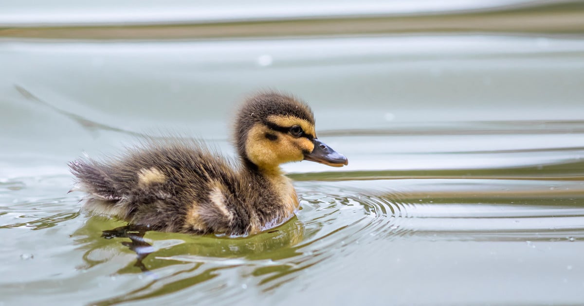 Featured image for Duckling's Playful Pool Zoomies Leave Siblings in Disbelief