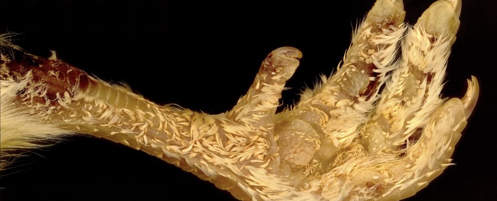 Featured image for Gene Editing Transforms Scales into Feathers in Chickens.