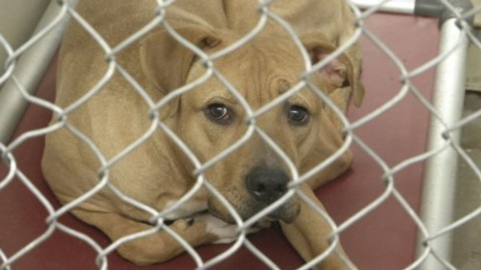 "Champaign County Vets Overwhelmed by Parvo Outbreak"