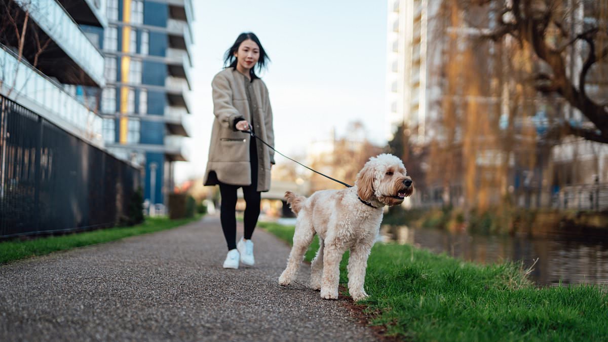 Featured image for "Rapid spread of mystery dog disease prompts urgent pathogen isolation efforts in 14 states"