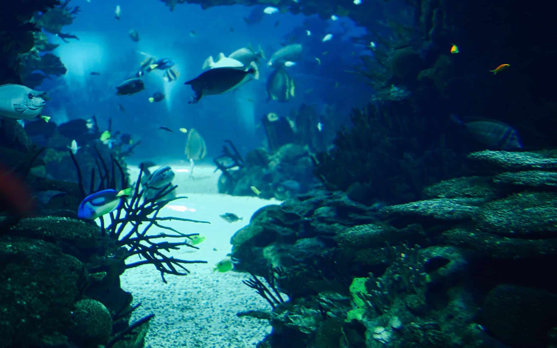 Featured image for Unveiling the Pacific's Hidden Depths: New Discoveries of Underwater Cities and Life